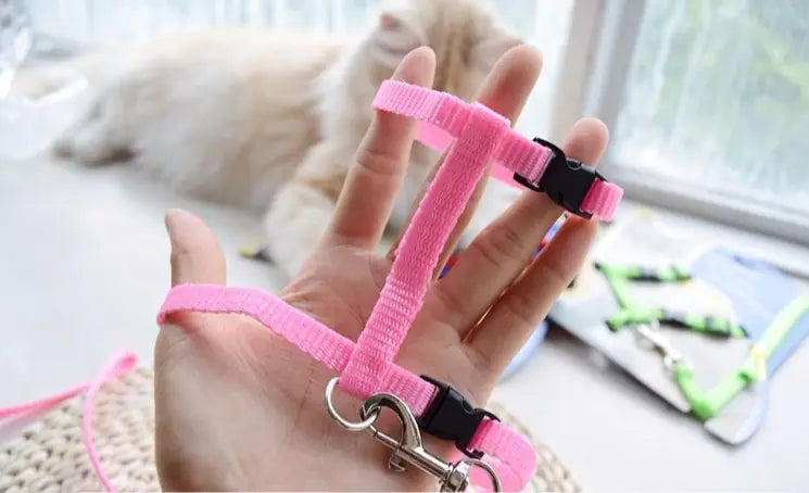 The "Yes, You Can Walk a Cat" Starter Pack 😼