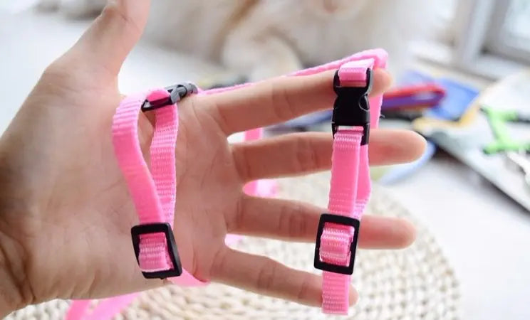 The "Yes, You Can Walk a Cat" Starter Pack 😼