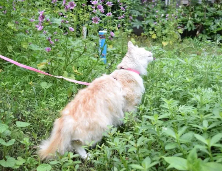 The "Yes, You Can Walk a Cat" Starter Pack 😼