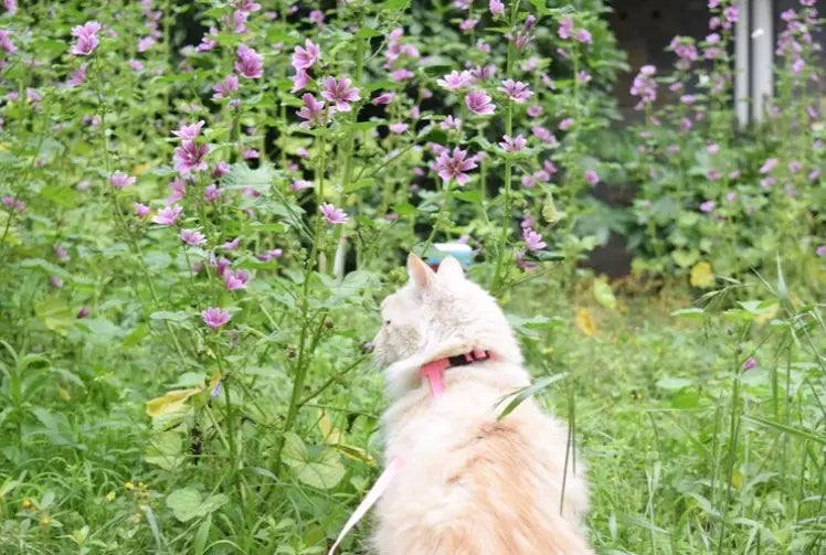 The "Yes, You Can Walk a Cat" Starter Pack 😼